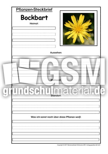 Pflanzensteckbrief-Bocksbart.pdf